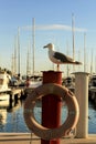 Seagull sunbathing on the waterfront Royalty Free Stock Photo