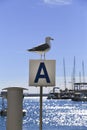 Seagull sunbathing on the waterfront Royalty Free Stock Photo