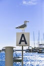 Seagull sunbathing on the waterfront Royalty Free Stock Photo