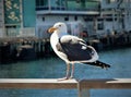 Seagull on a sunny San Diego Harbor