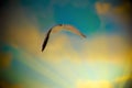 Seagull in sunrays Royalty Free Stock Photo