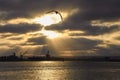 Seagull, Sunrays, and Ships in San Diego Royalty Free Stock Photo