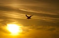 Seagull sunset Royalty Free Stock Photo