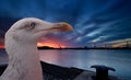 Seagull and sunset