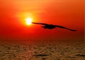 Seagull with sunset