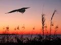 Seagull at Sunset Royalty Free Stock Photo