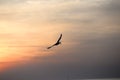 seagull with sunset in the background