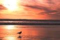 Seagull in sunset