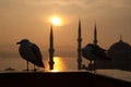 Seagull sunset bluemosque Royalty Free Stock Photo