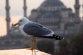 Seagull sunset bluemosque Royalty Free Stock Photo