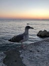 A seagull at the sunset