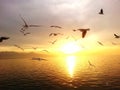 Seagull sunset fly sea Royalty Free Stock Photo