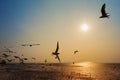 Seagull with sunset on the sea at Bangpu, Thailand Royalty Free Stock Photo