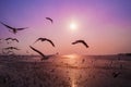 Seagull with sunset on the sea at Bangpu, Thailand Royalty Free Stock Photo