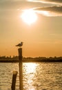 Seagull in sunset in Venice, Italy Royalty Free Stock Photo