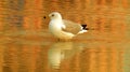 Seagull resting on the beach water Royalty Free Stock Photo