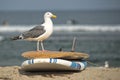 Seagull on surf board on sandy beach Royalty Free Stock Photo