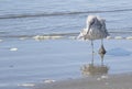 A seagull in the surf