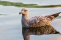 A seagull swimming at the Alster Lake under sunset in Hamburg, Germany Royalty Free Stock Photo