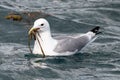 A seagull is swimming on the water with seeweed into the bill Royalty Free Stock Photo