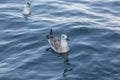 A seagull swims on the blue water of the sea. Close-up Royalty Free Stock Photo