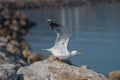 Seagull take off