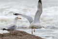 Seagull take off in front of the ocean. Royalty Free Stock Photo
