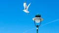 Seagull take off from lamp post