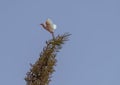 Seagull take-off a tree.