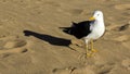 Seagull take a sunbath on the beach