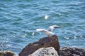 Seagull Takeing Off of the Rock Royalty Free Stock Photo