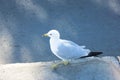 Seagull bird on the sidewalk Royalty Free Stock Photo
