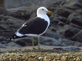 A seagull takes a break on a tidal pool wall. Royalty Free Stock Photo