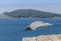 Seagull takes off from a rock close-up Royalty Free Stock Photo
