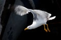 Flying seabird just after taking off