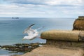 A seagull takes off a wall barrier in front of Tynemouth Priory
