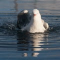 Seagull taking bath