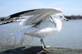 Seagull Taking Flight