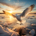 Seagull Taking Flight from Ice Royalty Free Stock Photo