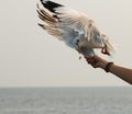 Seagull taking food from hand