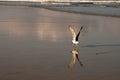 A seagull taking off from a beach Royalty Free Stock Photo