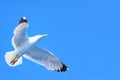 Seagull taking off