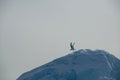 Seagull taking off down slope of iceberg