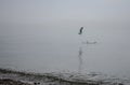 Seagull taking off in flight from a Floating Branch