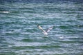 Seagull taking off over the sea waves near coast