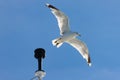 Seagull taking off a position light and flying away Royalty Free Stock Photo