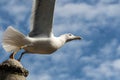 Seagull taking off