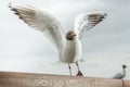 Seagull taking off from wooden surface.