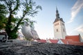 Seagull in Tallinn old town Royalty Free Stock Photo