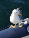 A seagull on a tender in a blue Croatian bay Royalty Free Stock Photo